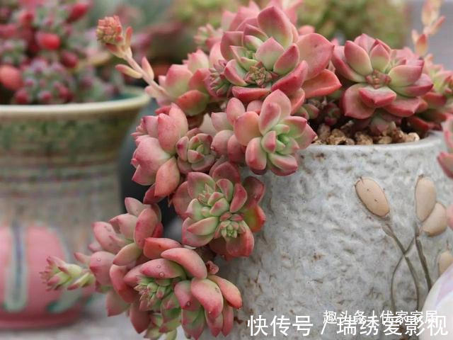 新手|公认的叶插能力很强的10种多肉,新手放心养,轻松变成多肉大户