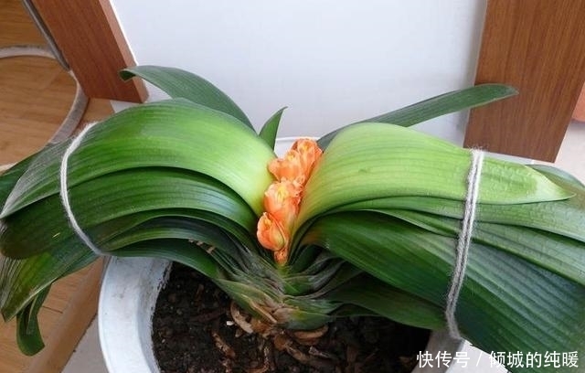花葶|君子兰夹箭难开花？老花农教你这样补救，开花上百朵，效果神了