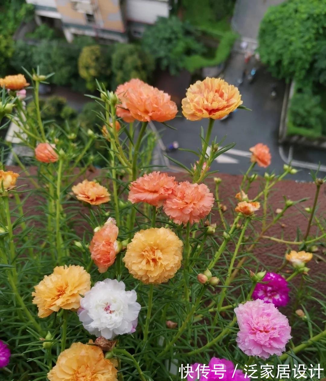 庭院|易泛滥的三种花,看起来却很“可爱”,想养考虑好,别上当