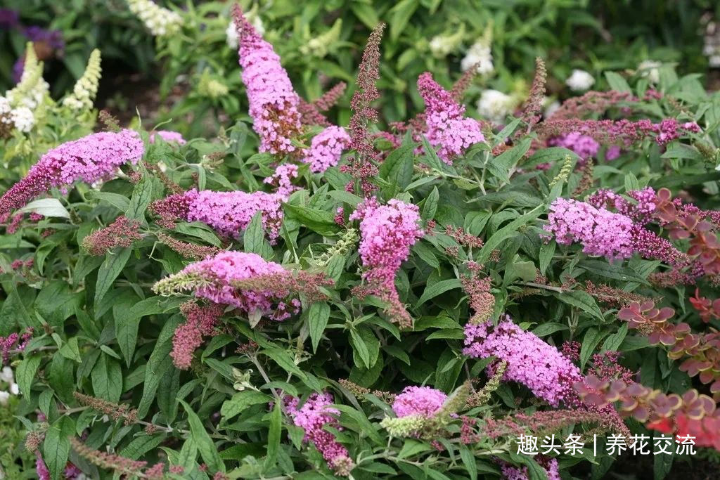 耐寒|13种耐寒的盆栽花卉,零下20多度可存活,大部分南方也能种