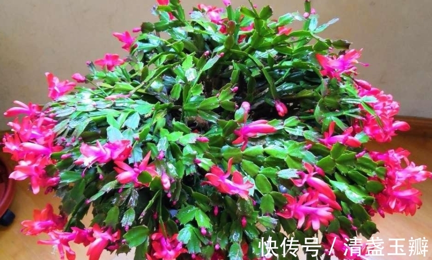 叶仙|3种“蟹爪兰”想要嫁接,砧木要选对,后期长势旺,才能多开花