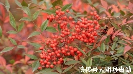 果子|在大山里看到这种“果子”,记得赶紧扔掉,它可是含有“剧毒”