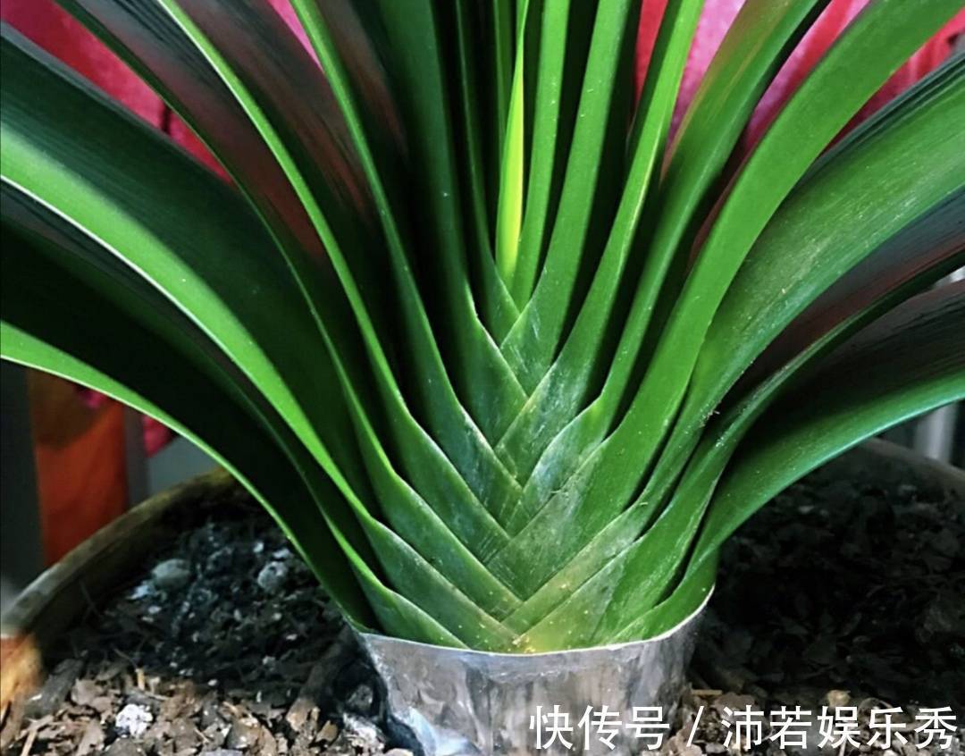 花芽|天气转凉,君子兰恢复生长,给它做好4件事,有助于开花