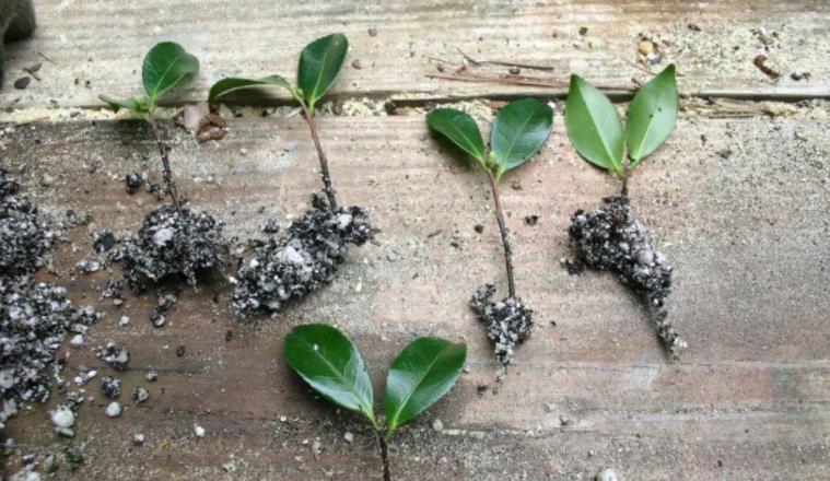 扦插的5个错误操作,不是难生根,是你做错了,扦插其实很简单!