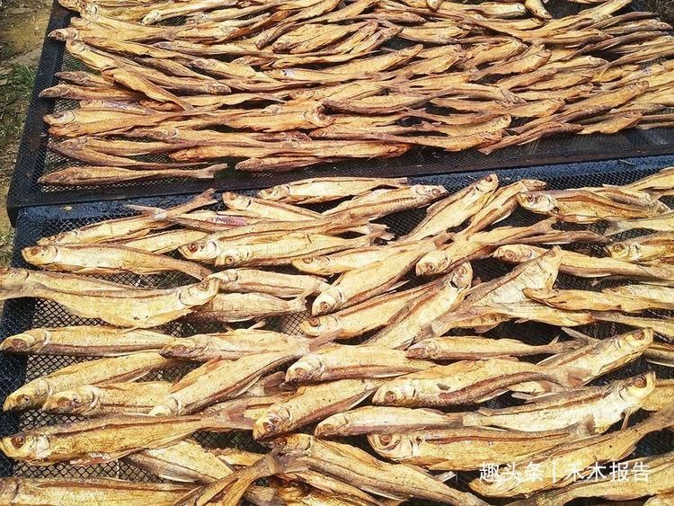 野生|过去被称为“水中一害”,离水即死很难养活,如今晒干30元一斤