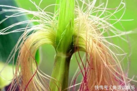 玉米|玉米须别再扔了,用来泡水喝,不出一个月,这3件好事不请自来