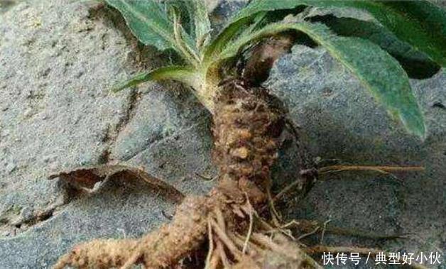 土人参|可惜了农民曾用它来喂猪,不知煲汤最靓,如今被称为“土人参”