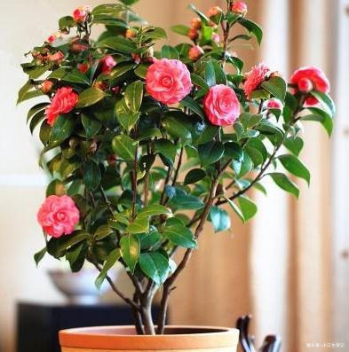 养山茶花，牢记这“3点”，一年四季不用愁，花苞多、开花也旺
