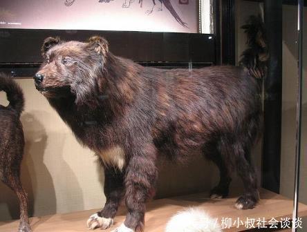 创造南极生存奇迹的桦太犬 不知道它到底经历了什么 快资讯