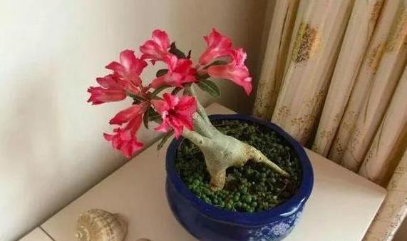 养茶花、杜鹃花，不懂得这4方面需求，盆栽成活、开花难度极高