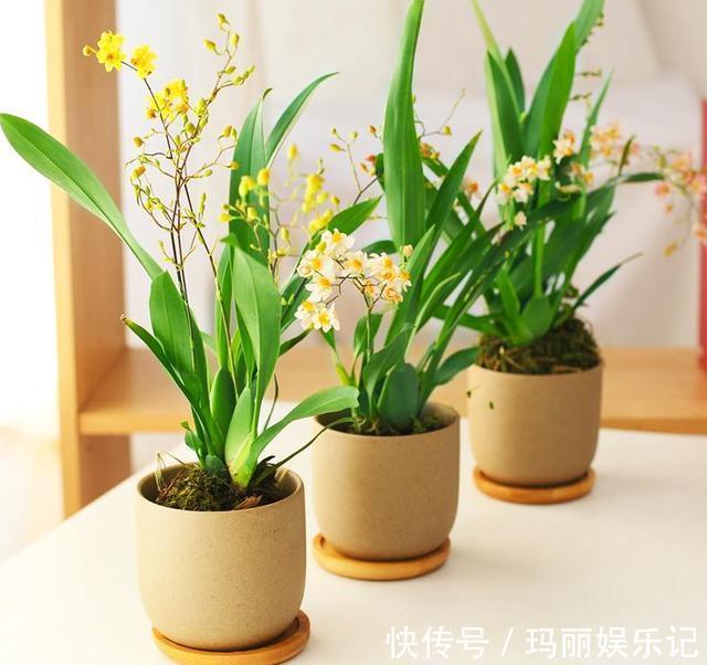 绿植|室内养殖花草,该注意哪些?挑选什么品种合适?