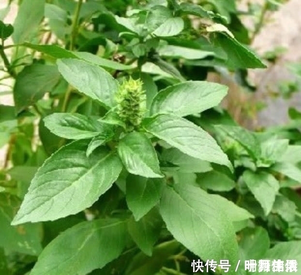 告知删除|这种野菜在农村很常见,日本人开价一斤30元都不卖,你们吃过吗