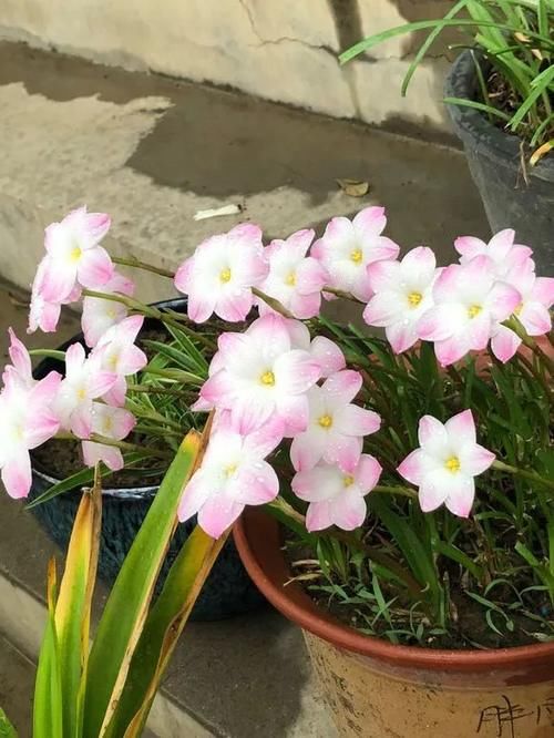 一年生一窝的5种花，越养越多，养它们不花钱还能赚钱！