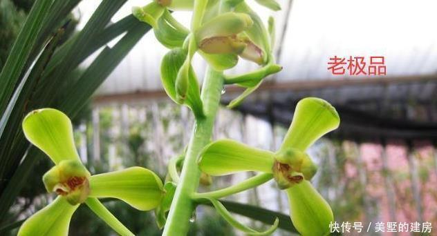 蕙兰|请欣赏蕙兰的新八种介绍及开品图片