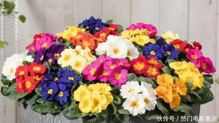 四种花常年开花易爆盆，被称为花卉界的劳模，美不胜收