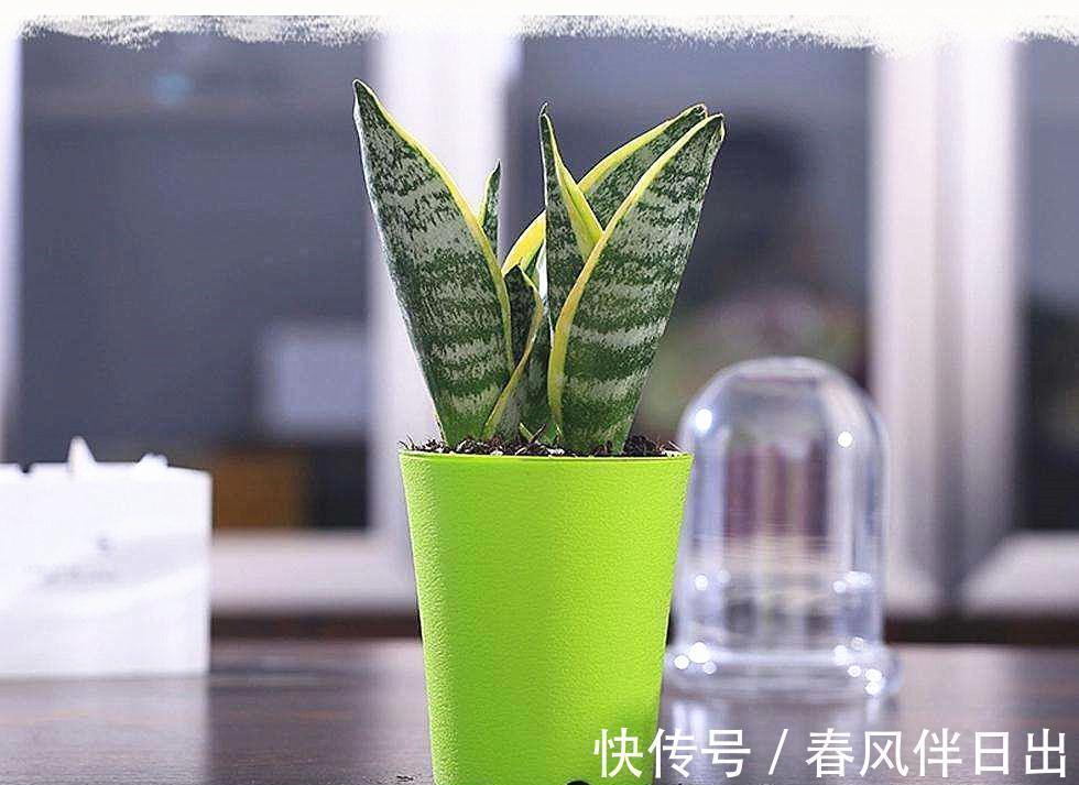 叶片|这个4原因让虎皮兰叶子变软,一波反向操作,恢复虎虎生威