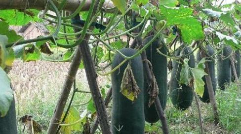 冬瓜|冬瓜好吃却不可乱吃,吃冬瓜有一大禁忌,还很多人不清楚