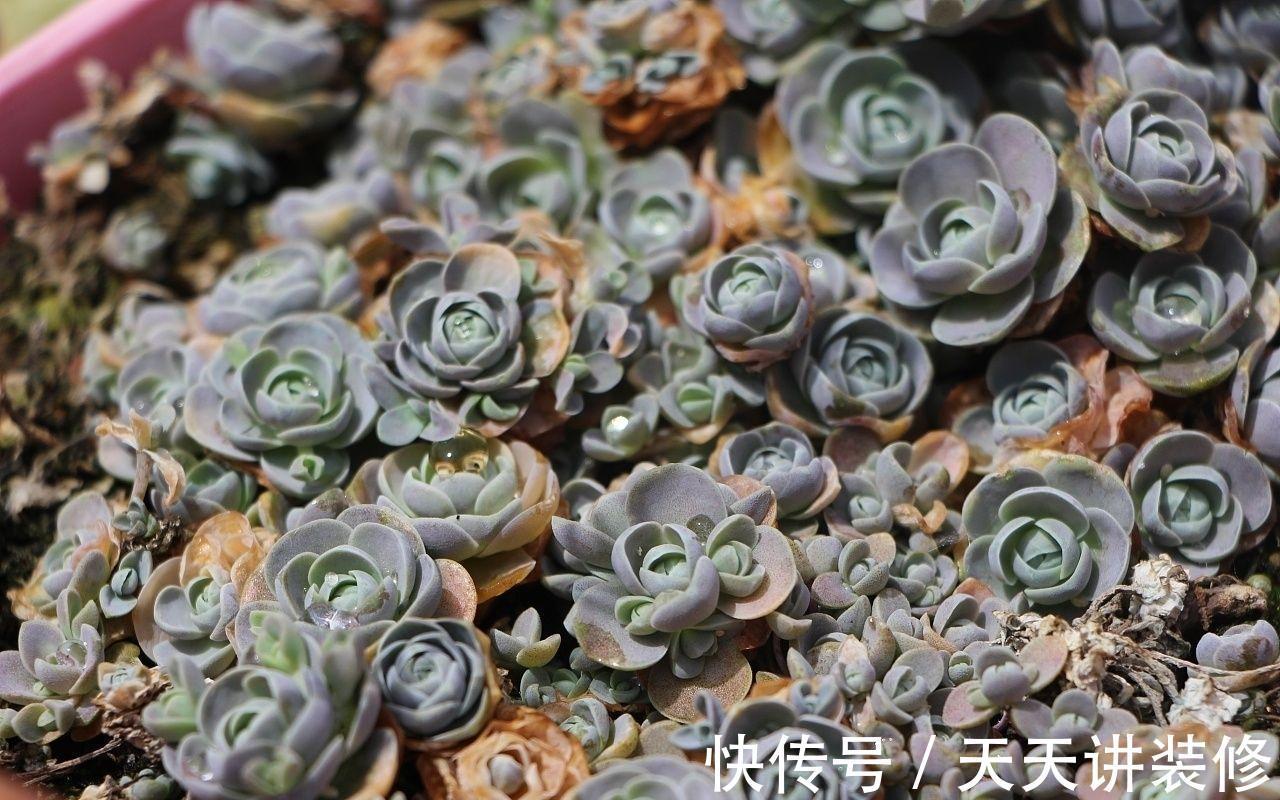 莲华|子持莲华是瓦松属多肉植物的颜值担当,夏季可生长,好养易群生