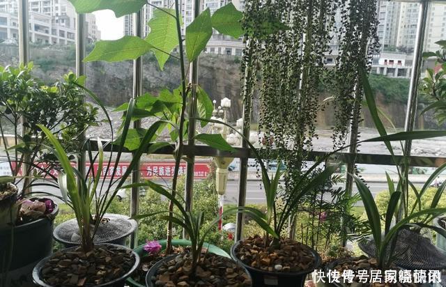 公认难养的2种花,养一棵死一棵,年年收空盆