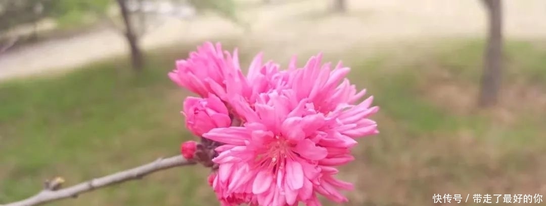 落花|月上桃花.古今葬花人