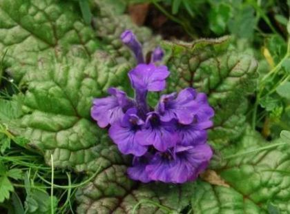 远看像紫苏，近看像钝边的布子，遇见是福气