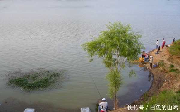 惊蛰之后钓浅滩，注意不是水浅就叫浅滩，这样的地形才有鱼群！