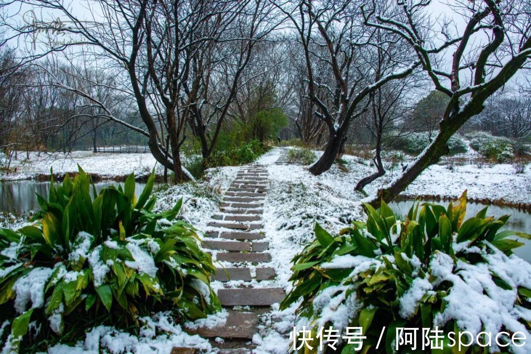 西溪|踏着雨雪寻梅，到西溪绿堤再合适不过，可惜花儿盛开还得等年后