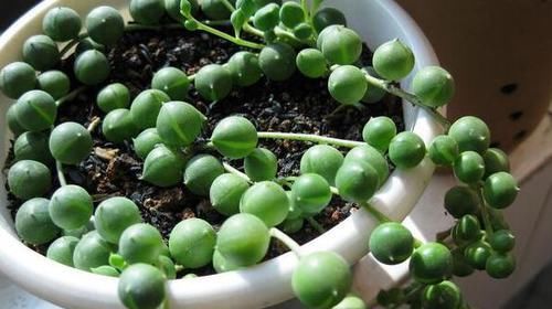 如何让佛珠吊兰越长越美？把握好4个环节，装扮窗台不是梦