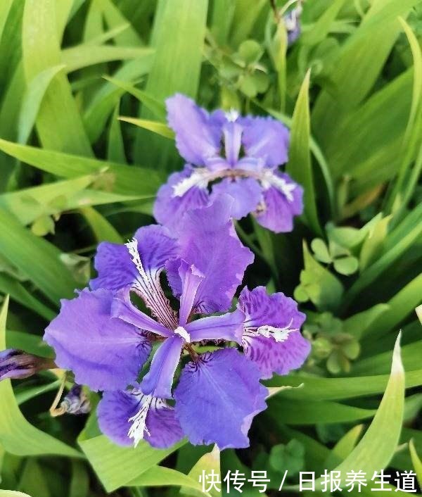 4种花不怕被浇死,浇水越多反而越旺盛,爱浇水花友必养!