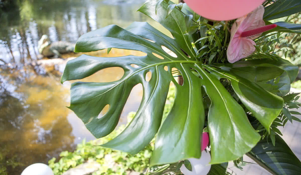 适合养在客厅的“4类花”,越养家里越“干净”,又美又健康