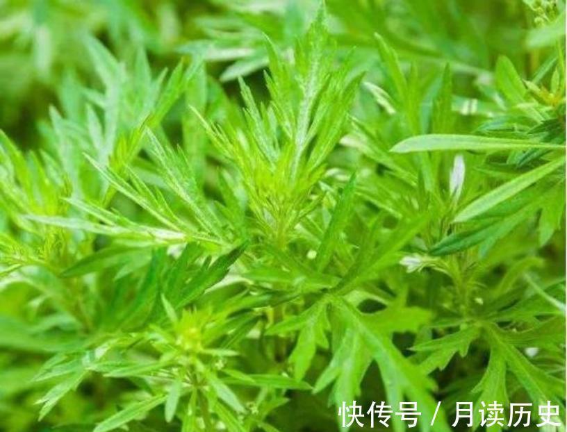 陈太守|华佗医治不好的病，病人却无意间治愈了，华佗苦苦寻得救命的原因