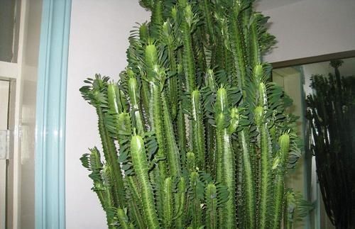  3种其貌不扬的植物，养一盆家里变成“天然氧吧”，是盆栽佳品