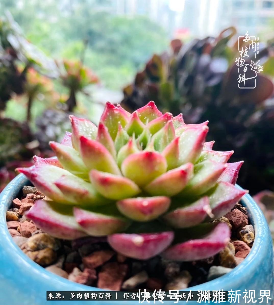 若不尝试,何以了解!原来这才是多肉们该有的样子!