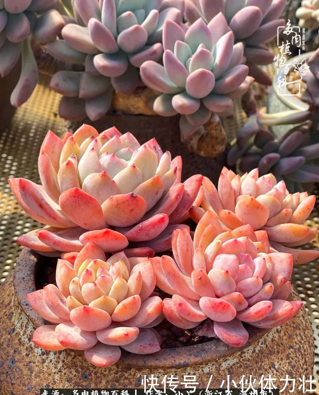 多肉|繁华落幕尽铅华,姹紫嫣红刹那,余生不长,因爱而芳华!