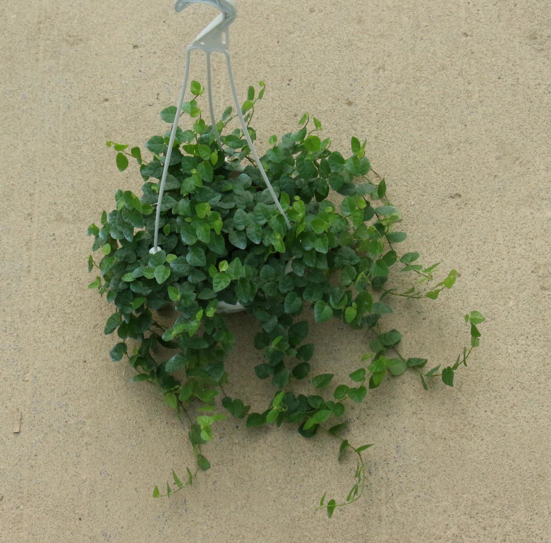 有的植物爬上墙,墙上全是裂缝,要及时清理,危害墙体