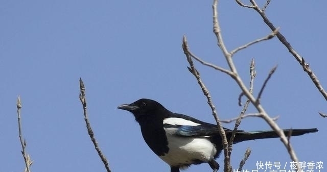  四喜|农村老人说“宅子现四喜，家中出能人”，具体是说哪“四喜”