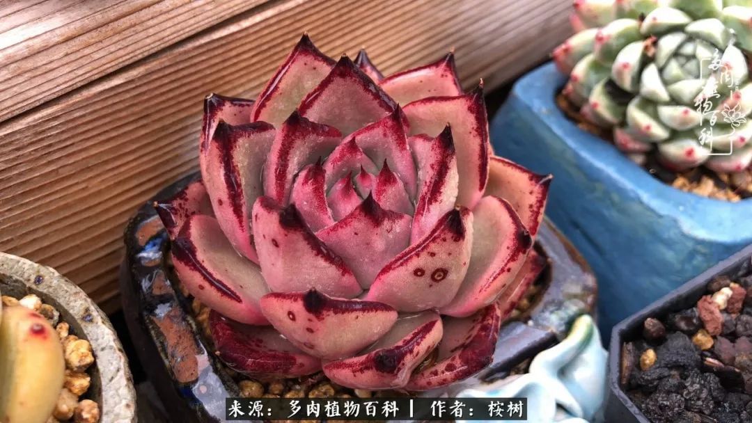 多肉度夏经验谈四季皆露养,兢兢业业养肉三年半!