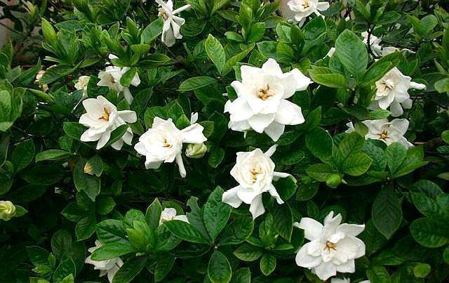 栀子花叶子打蔫没精神，从四点入手，做好叶片油绿精神，花开满枝