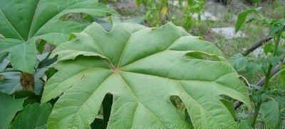 木髓|农村的一种植物,名虽为草,实则为木,民间常用其木髓炖汤喝