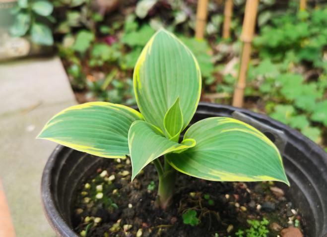 特耐寒的玉簪花，地栽过冬无压力，还有淡淡香味