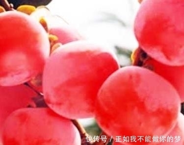  蜂蜜|庭院种此“果树”，插土就能活，果子摘不完，味道甜如蜂蜜