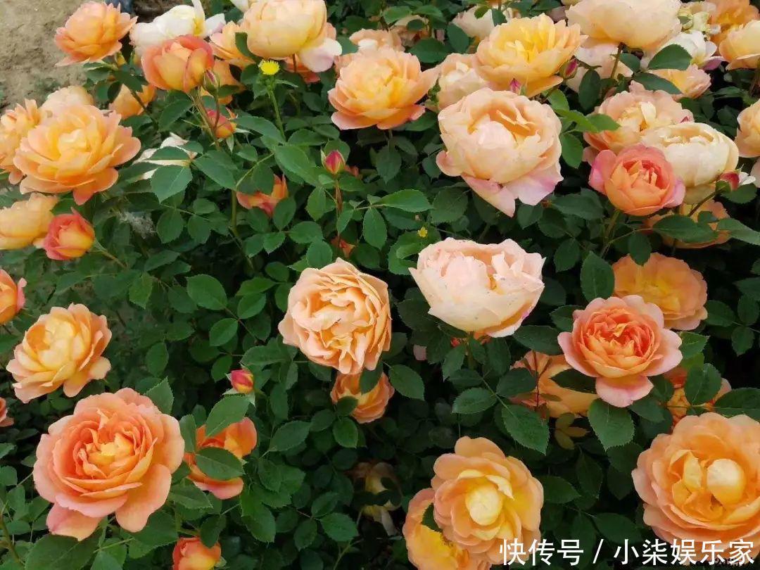 花多多|养花必备肥料,浇水前撒一点,月季开花拳头大!