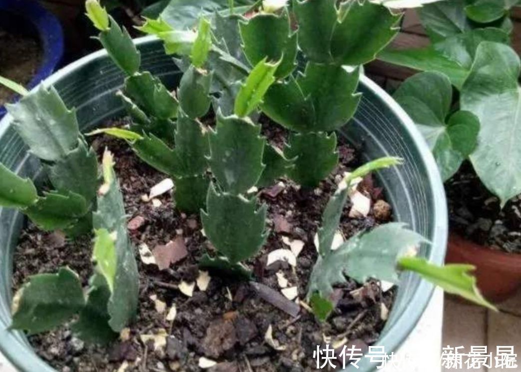 种花|5种花,夏天不影响扦插,生根快、易成活,现在就应多繁殖