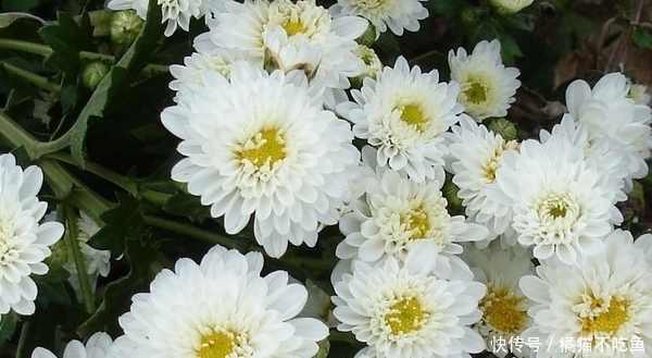 农村这种小白花却能入药，有抗菌消炎、清热解毒、清肝明目的功效