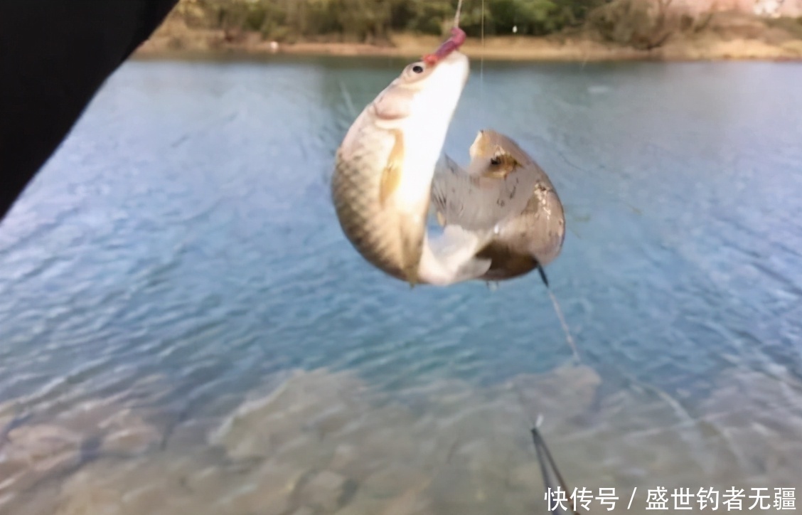 冷水鱼怎样才好钓?来看看老钓手的经验分享!——盛世三渔