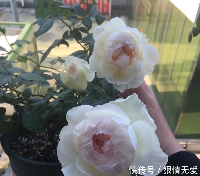 一朵花|超级香的花,漂亮不输玫瑰,四季常开,还可盆栽种植,此花值得养!