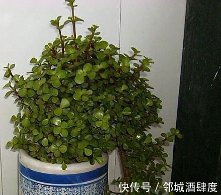 枝条|大妈养一株“象鼻”盆景, 从没人要变“万元级”, 才花3个月!