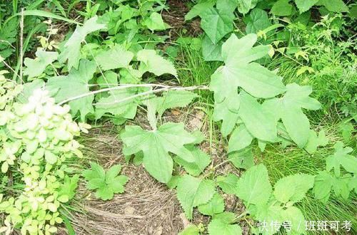 过山龙|农村一种平凡的野草,地下藏着“金不换”,泡酒是养生神器