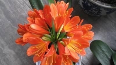 张大爷养君子兰,白天喝口酒,晚上闷上头,20天窜出大花箭!