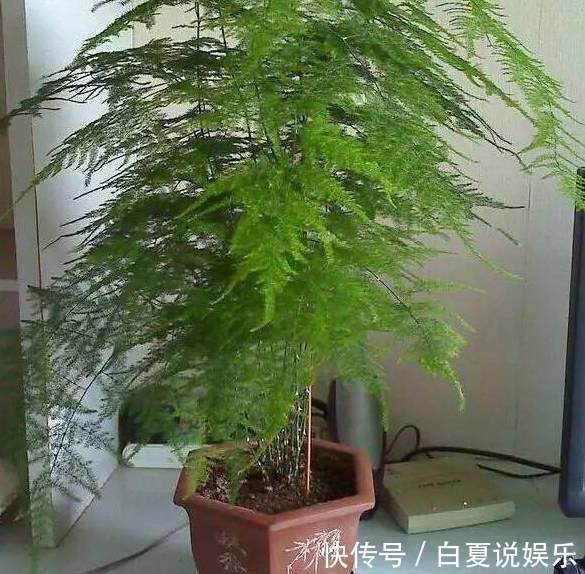 花友|我养的文竹迟迟没开花,而花友的文竹不但开花了,还结满了果实!